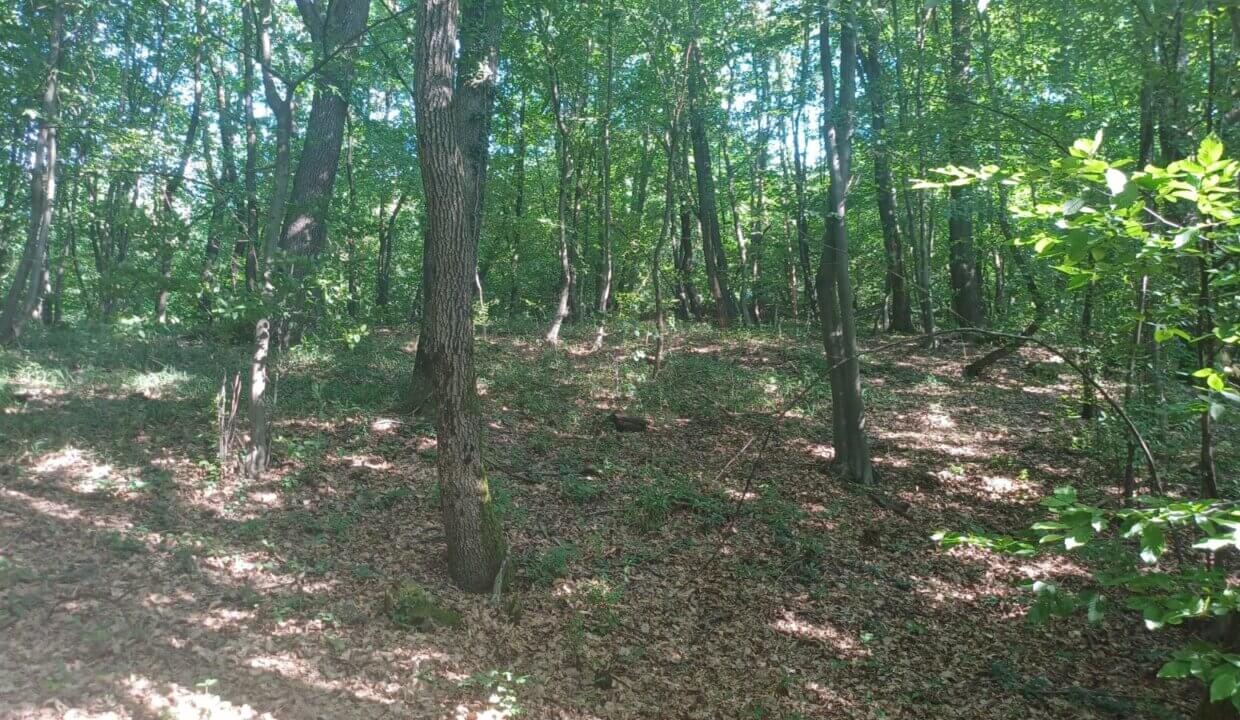 FOTO (16)